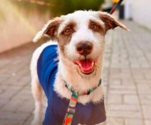 Pantanal Shopping abre a temporada 2025 da Feira de adoção de pets neste sábado