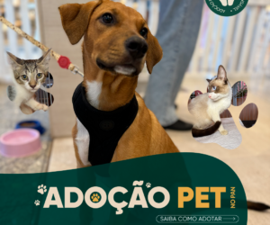 Adoção pet e troca de figurinhas movimentam programação deste sábado